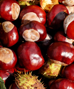Crème de Marrons Glacées